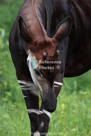 Okapi