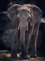 African  Elephant