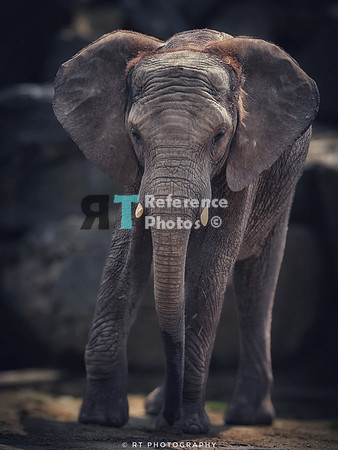 African  Elephant