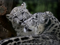 Snow Leopard cub with mum