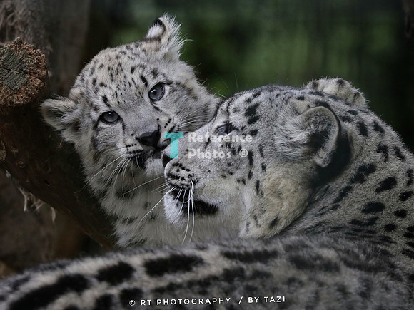 Snow Leopard cub with mum
