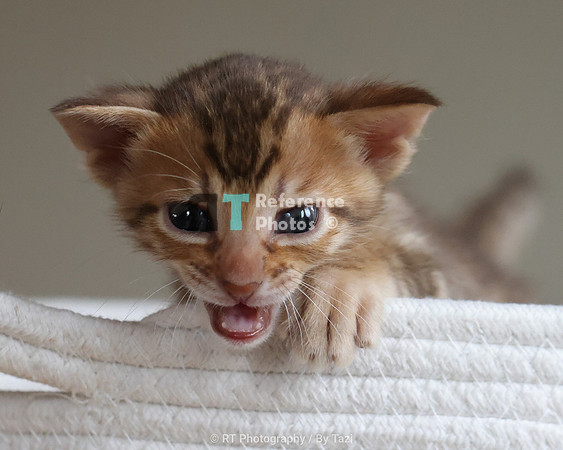Savannah Cat kitten Apllo at Cattery SavVal.