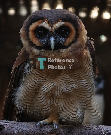 Brown wood owl