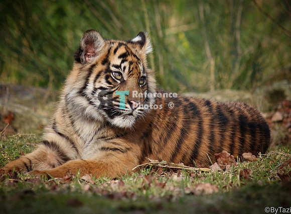 Sumatran tiger cub (Note: earlier work, less detailed than more recent work)