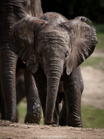 African  Elephant calf