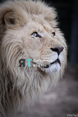 White lion