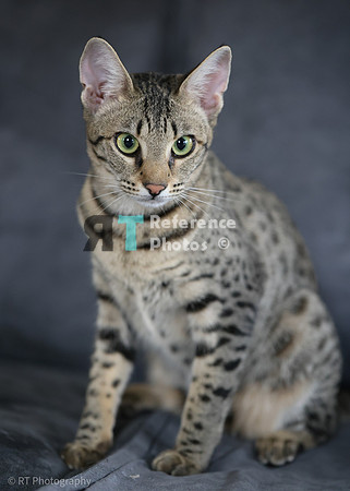 Savannah Cat 'Gaia' of Cattey Savval