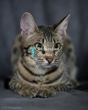 Savannah Cat 'Gaia' of Cattey Savval