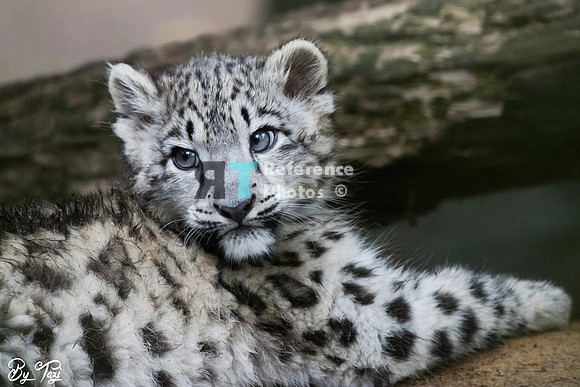 Snow Leopard cub