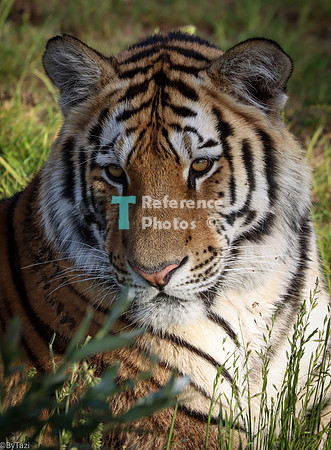 Siberian (Amur) tiger
