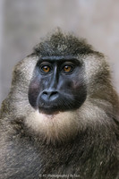 Drill baboon