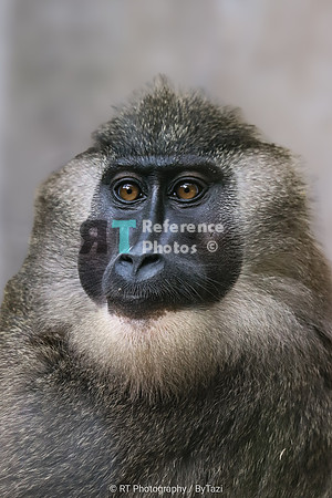 Drill baboon