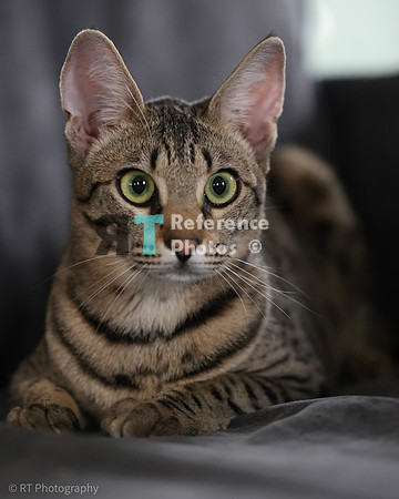 Savannah Cat 'Gaia' of Cattey Savval