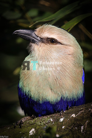 Blue-bellied roller