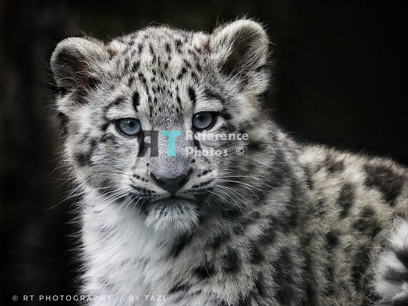 Snow Leopard cub