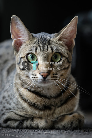 Savannah Cat 'Gaia' of Cattey Savval