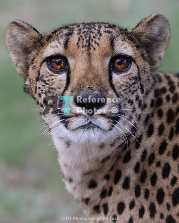 Cheetah portrait