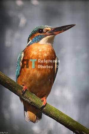 King fisher