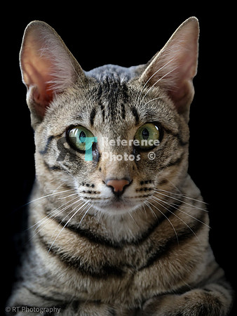 Savannah Cat 'Gaia' of Cattey Savval