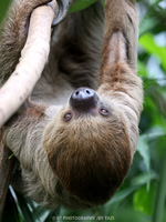 Linnaeus's two-toed sloth
