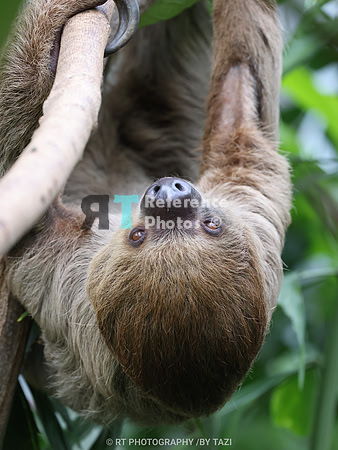 Linnaeus's two-toed sloth