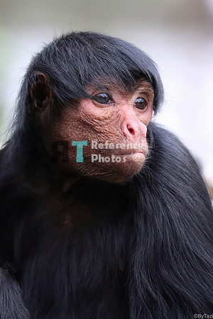 Spider monkey