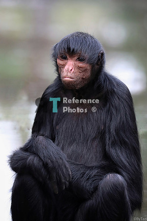 Spider monkey