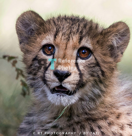 Juvenile cheetah (cub)