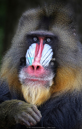 Mandrill