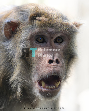 rhesus monkey
