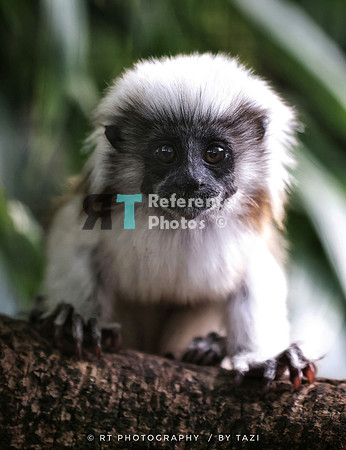 Cotton top tamarin baby