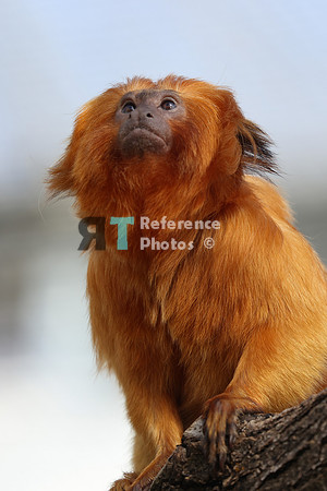Golden lion tamarin