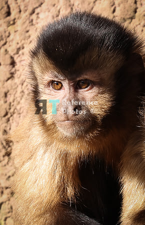 Golden-bellied capuchin