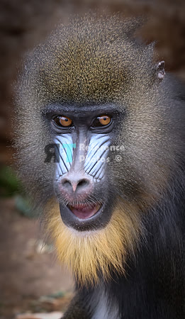 Mandrill