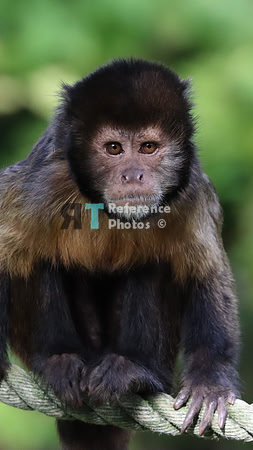 Golden-bellied-capuchin (Note: quite grainy)