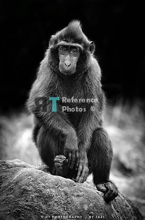 Crested macaque (only available in black & white)