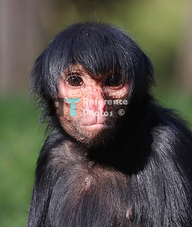 Spider monkey