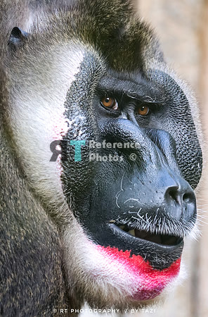 Drill baboon