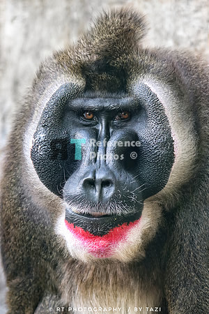 Drill baboon