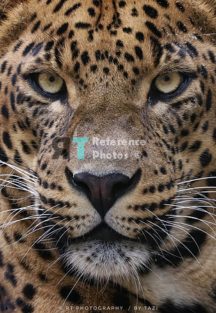 Male Srilankan leopard portrait (cropped photo)