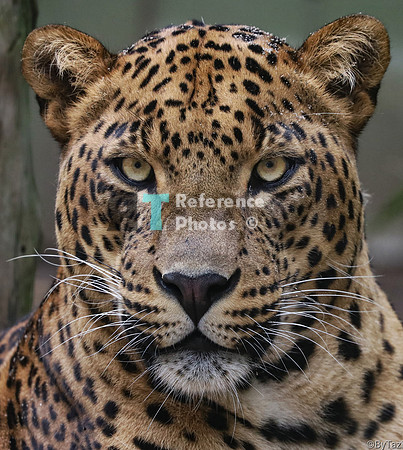 Male Srilankan leopard portrait (full photo)