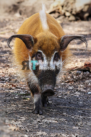 Red River hog