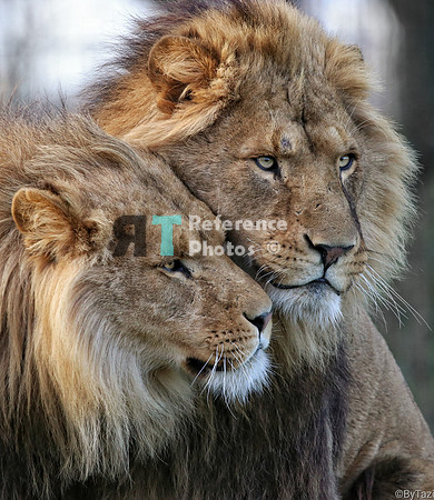 Lion brothers