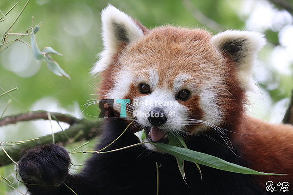 Red panda