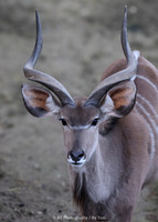 Kudu