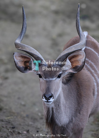 Kudu