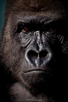 Gorilla Silverback (cropped close up)