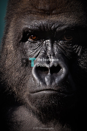 Gorilla Silverback (cropped close up)