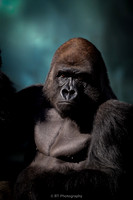 Gorilla silverback (full version)