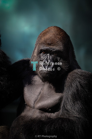 Gorilla silverback (full version)